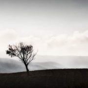 THE LONELY TREE, di Wanda D'Onofrio, fotografia digitale, 40x30 cm