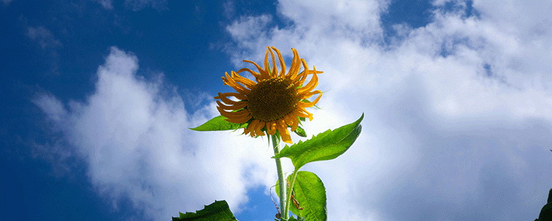 Girasole