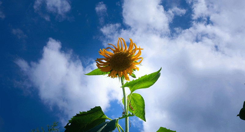 Girasole